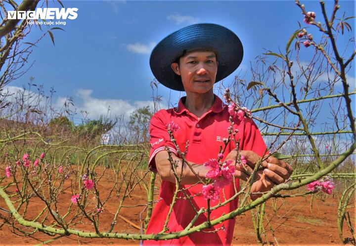 Những cành đào Nhật Tân vốn quen với cái rét ngọt miền Bắc nay phải học cách chắt chiu nhựa sống từ cái nắng gắt và những cơn gió lồng lộng của vùng đất Tây Nguyên.