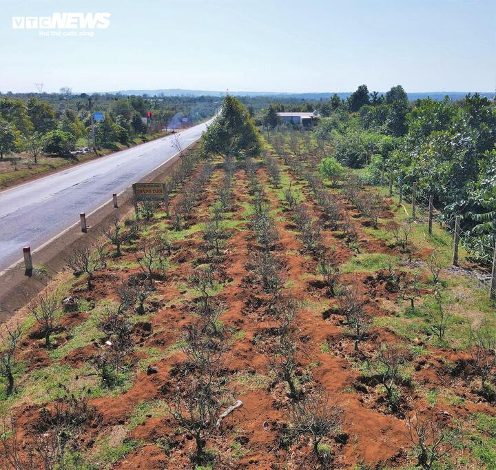 Dọc tuyến đường tránh Buôn Hồ (phường Buôn Hồ), hàng chục nhà vườn đã thuần dưỡng thành công giống đào Nhật Tân – Hà Nội ngay giữa nắng gió cao nguyên.