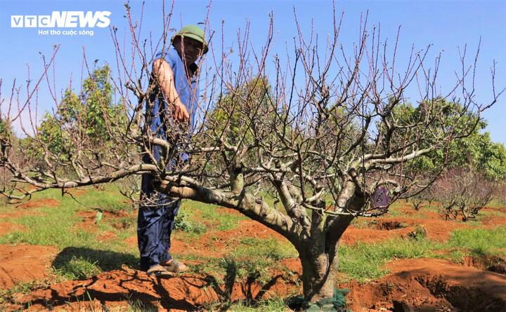 Ông Vũ Quang Thành (57 tuổi, phường Buôn Hồ) cho biết, vườn nhà ông có hơn 600 gốc đào đang vào kỳ khoe sắc, trong đó có khoảng 200 gốc đào "thế huyền" kiêu sa. Điểm khác biệt lớn nhất khiến đào Buôn Hồ đủ sức cạnh tranh với đào Bắc chính thống là dòng đào "gốc liền thân".