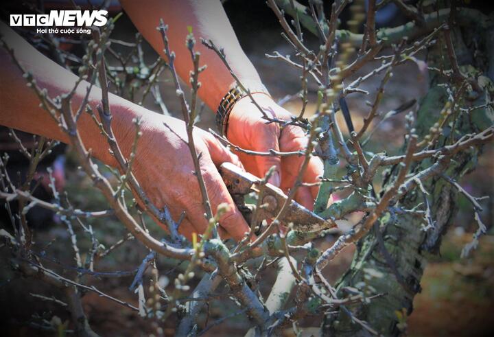 Đến thời điểm hiện tại, đào Nhật Tân đất Bắc đã khẳng định vị thế ở Tây Nguyên, đây cũng là thành quả từ đôi bàn tay chai sần nhưng vô cùng khéo léo của những người nông dân"xa xứ".