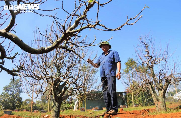 Cũng từ những người con xa quê ấy, đào Nhật Tân đã có một cuộc "di cư" âm thầm, vượt hàng nghìn cây số để cắm rễ sâu vào tầng đất đỏ bazan trên phường Buôn Hồ, tỉnh Đắk Lắk.