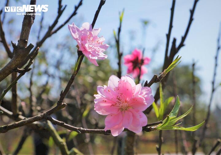 Khi sắc đào Nhật Tân rực rỡ dưới nắng gió cao nguyên Buôn Hồ, xây dựng sức sống mới, giá trị mới trên vùng đất đỏ đại ngàn. Sự kiên trì của người nông dân và sự ưu ái của thiên nhiên đang biến vùng đất này thành nơi giao thoa văn hóa độc đáo, người xa quê sẽ vơi bớt nỗi nhớ nhà.