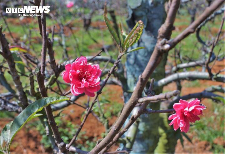 Được biết, thành công lớn nhất chính là việc hoa đào Buôn Hồ được công nhận là sản phẩm OCOP 3 sao vào năm 2023. Đây chính là "giấy thông hành" danh giá, giúp sắc đào Tây Nguyên thoát khỏi cái mác "trồng tự phát" để khẳng định vị thế trên thị trường.