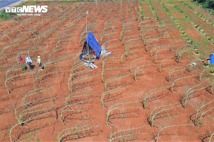 Đợt mưa lũ cuối tháng 11/2025 vừa qua không gây ảnh hưởng đến các vườn đào, ngược lại, thời tiết khá thuận lợi, giúp cây sinh trưởng tốt, nụ ra đều, to và hứa hẹn nở hoa đẹp đúng dịp Tết. Dự kiến giá đào năm nay sẽ tăng 20-30% so với năm ngoái, mỗi héc-ta đào, người trồng có thể mang về lợi nhuận 400 - 500 triệu đồng.