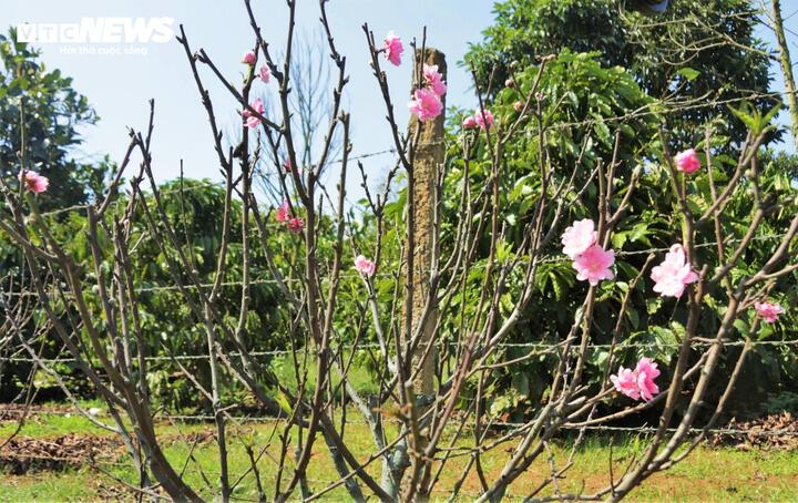 Những ngày qua, du khách và người đi đường qua các nhà vườn thuộc địa bàn phường Buôn Hồ (Đắk Lắk) không khỏi trầm trồ ngạc nhiên khi thấy những nụ hoa đào nhỏ li ti, lộ ra sắc hồng, sắc đỏ giữa nắng vàng hanh hao của cao nguyên