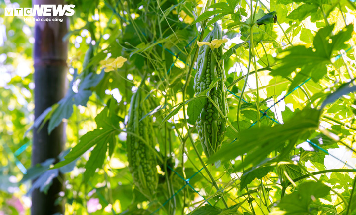 Phước Hiệp, Phước Hưng từ lâu nổi tiếng là “vựa rau sạch” lớn nhất nhì khu vực phía Đông tỉnh Gia Lai nhờ bồi đắp phù sa từ sông Kôn và kinh nghiệm canh tác dày dặn của người nông dân.