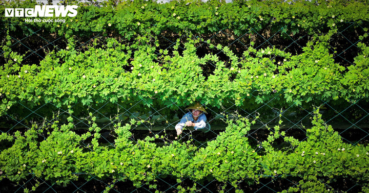 "Việc hạn chế thuốc bảo vệ thực vật hóa học, thay bằng các chế phẩm sinh học đã giúp cây rau khỏe hơn, lá dày và bóng mượt tự nhiên. Điều này không chỉ bảo vệ sức khỏe người tiêu dùng mà còn giúp đất đai bền vững hơn cho những vụ mùa sau", ông Thăng cho biết.