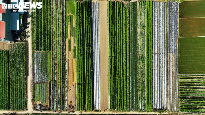 Dọc theo những con đường bê tông nội đồng qua địa bàn các khu vực xã Phước Hiệp, Phước Hưng cũ (nay là xã Tuy Phước Bắc), nơi đâu cũng thấy hình ảnh những luống rau xanh, mướt mát trải dài và tiếng cười nói rộn ràng của những lão nông.