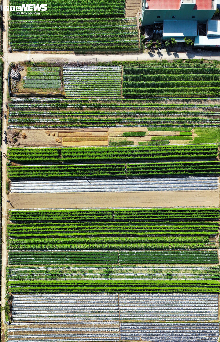 Không chỉ cung cấp cho thị trường nội tỉnh mà các làng rau tại xã tuy Phước Bắc còn theo những chuyến xe ngược lên Tây Nguyên và vào các tỉnh phía Nam. Làng rau không chỉ mang lại giá trị kinh tế mà còn là nét đẹp văn hóa nhiều năm nay của vùng đất này. Hiện chính quyền địa phương có nhiều chính sách hỗ trợ về kỹ thuật, hệ thống tưới tiêu và tìm đầu ra cho sản phẩm, giúp người dân yên tâm bám đất, bám nghề.