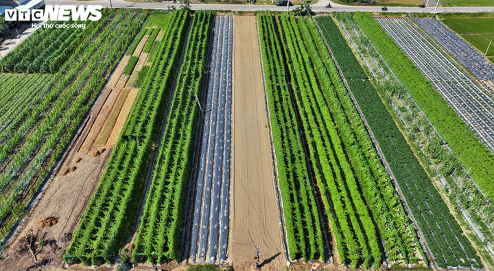 Ông Phạm Long Thăng, Giám đốc HTX Nông nghiệp Phước Hiệp thông tin Hợp tác xã Nông nghiệp Phước Hiệp đã thành lập 10 nhóm hộ trồng rau cùng sở thích, với 256 hộ nông dân tham gia, sản xuất 13,5 ha rau xanh các loại.