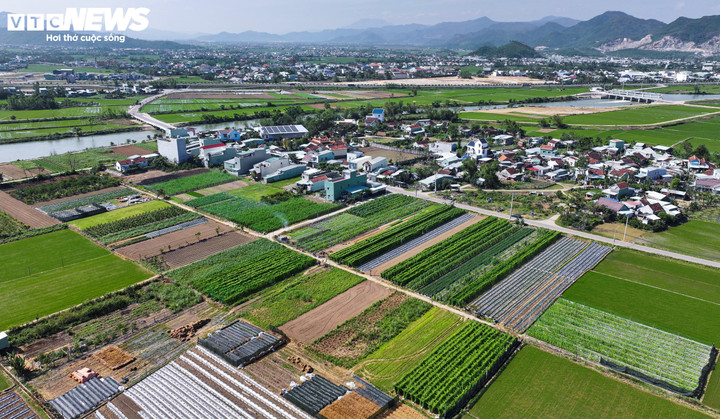 Những ngày này, tiết trời se lạnh cộng thêm những cơn nắng hanh vàng sau Tết Dương lịch cũng là lúc vựa rau sạch truyền thống tại xã Tuy Phước Bắc (tỉnh Gia Lai) ở giai đoạn xanh mướt, mỡ màng nhất.
