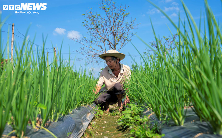 Đây là thời điểm người trồng rau bước vào guồng hối hả để có rau phục vụ dịp Tết Nguyên đán sắp tới. Với họ, vụ rau Tết không chỉ là nguồn thu nhập chính mà còn là niềm tự hào về một làng nghề trồng rau sạch đã gắn bó bao đời.