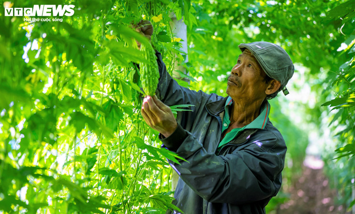 Được biết, nhiều năm qua nhờ áp dụng công nghệ mới, tuân thủ quy trình trồng rau an toàn theo tiêu chuẩn VietGap, rau tại làng rau Phước Hiệp, Phước Hưng không chỉ đẹp về hình thức mà còn đảm bảo chất lượng.