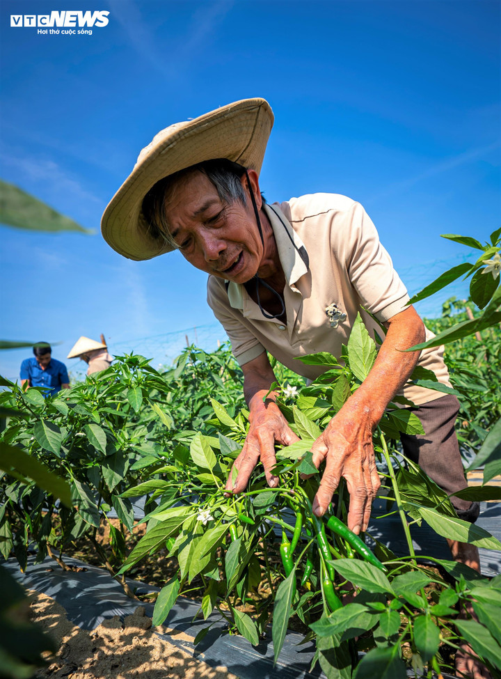 Trời vừa sáng, nông dân bắt đầu ra đồng tưới nước, bón phân, làm cỏ. Tiếng cười nói, tiếng gọi nhau í ới vang vọng khắp cánh đồng.