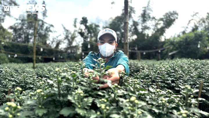 Theo các nhà vườn, năm nay chi phí sản xuất tăng đáng kể, đặc biệt là phân bón, thuốc bảo vệ thực vật đều tăng giá. Thời tiết đầu vụ mưa kéo dài cũng làm tỷ lệ hao hụt cao hơn. Tuy nhiên, nhờ nhu cầu thị trường lớn, nguồn cung ở nhiều vùng bị ảnh hưởng bởi mưa lũ, nên giá hoa cúc Tết tại Nghĩa Hiệp tăng cao so với năm trước, bù đắp chi phí và mang lại lợi nhuận khá cao cho người nông dân.