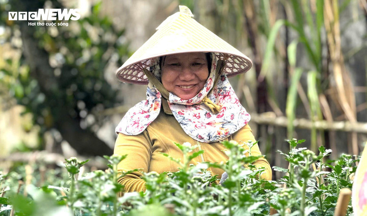 Vụ Tết năm nay, bà con nông dân ở thủ phủ hoa cúc miền Trung khấp khởi mừng vui khi hàng trăm nghìn chậu hoa dù chưa nở nhưng đã được thương lái chốt cọc từ rất sớm, có vườn mới vào giữa tháng 11 Âm lịch đã có người đến đặt cọc. Giá cọc ổn định, thậm chí cao hơn năm trước từ 10–20%, giúp nông dân yên tâm đầu tư chăm sóc giai đoạn cuối. Không còn cảnh phập phồng “như ngồi trên đống lửa” chờ giá, bà con đang tập trung giữ chất lượng, đảm bảo hoa đẹp, nở đúng Tết theo cam kết với khách.