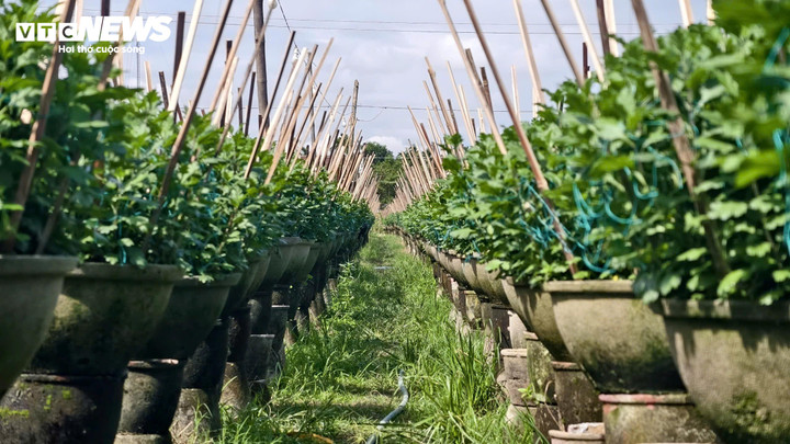 Cách vườn cúc của nhà ông Hoàng chỉ vài bước chân là khu đất đang đặt để 1.500 chậu cúc có size từ 60cm – 1m của gia đình ông Nguyễn Hữu Phước. "Đầu vụ mưa liên tục khiến hoa bị nấm, sâu bệnh. Nhưng cuối vụ thời tiết thuận lợi hơn, hoa phát triển tốt, nở đúng dịp Tết. Trừ chi phí, gia đình tôi ước tính lãi cả trăm triệu đồng" - ông Phước vui vẻ chia sẻ.