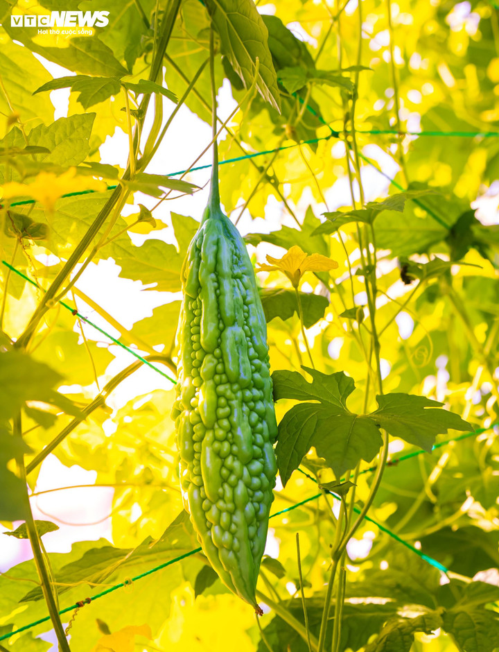 Rau ở đây có tiếng là tươi ngon, sạch theo tiêu chuẩn VietGap từ rau ăn quả đến rau ăn lá...nhất là giống quả khổ qua. Khổ qua tại vùng rau Phước Hiệp này có hương vị đặc biệt riêng có độ giòn, thơm và không quá đắng.