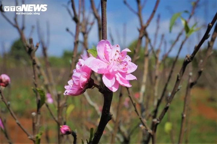Lập xuân là thời điểm cây cối bắt đầu đâm chồi nảy lộc. (Nguyễn Gia)