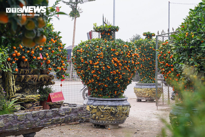 Độc lạ quýt cảnh hình ngựa giá hàng chục triệu đồng - 7