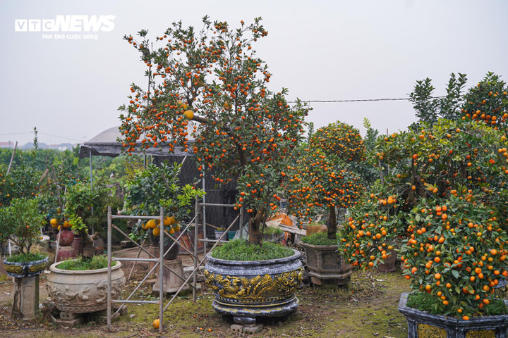 Độc lạ quýt cảnh hình ngựa giá hàng chục triệu đồng - 13