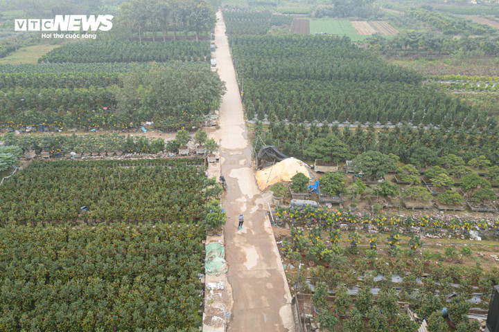 Khoảng 1 tháng trước Tết Nguyên đán Bính Ngọ, thủ phủ quất cảnh Văn Giang (Hưng Yên) đã rộn ràng vào mùa kinh doanh sôi động nhất năm. Hàng loạt sản phẩm độc lạ được tung ra thị trường, phục vụ nhu cầu ngày càng cao của người dân.