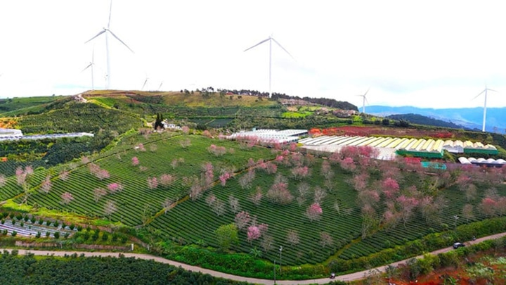 Giữa bạt ngàn xanh thẫm của cây trồng, sắc hồng hiện lên như một nốt nhạc lạc điệu mà duyên dáng.