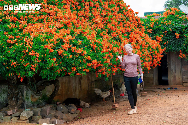 Một nữ du khách khác ghé đến ngôi nhà từ TP.HCM cho biết, chắc chắn chủ nhân ngôi nhà hoa xác pháo này là người yêu thiên nhiên. Họ trồng hoa không phải để kinh doanh, mà để làm đẹp cho tổ ấm, khiến nơi đây giàu sức sống hơn bao giờ hết.