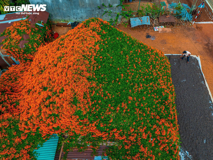 Từng chùm hoa hình ống, thon dài, mọc chen chúc nhau tạo thành những thảm hoa cam đỏ dày đặc chen lẫn thảm lá xanh, tràn đầy sức sống bao lấy toàn bộ ngôi nhà khoảng 150 m²