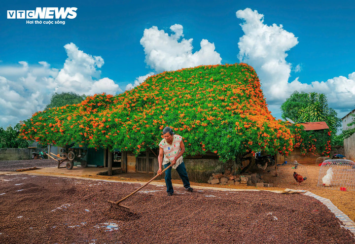 "Để được thảm hoa rạng rỡ như này mình phải chăm sóc tỉ mẩn và thường xuyên gần 10 năm qua. Chăm hoa vì thích, để đẹp nhà chứ mình không kinh doanh", ông K’Tip với nụ cười thân thiện chia sẻ.