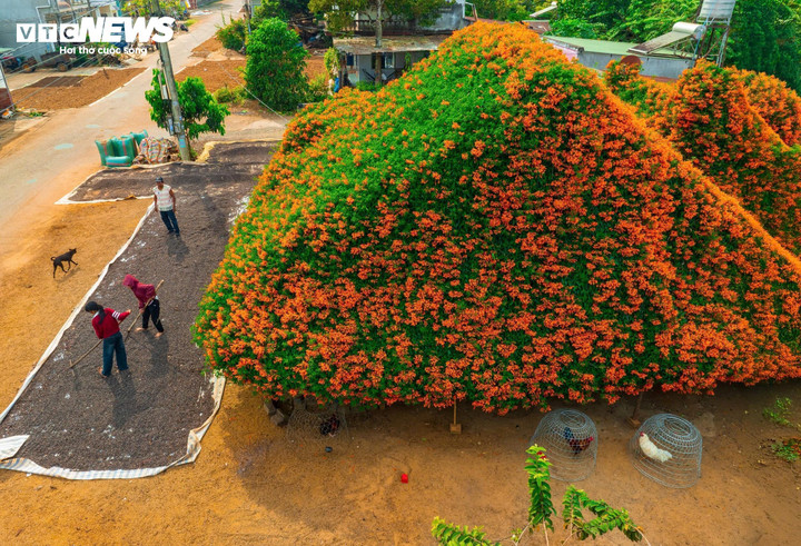 Nằm cách trung tâm Bảo Lộc (Lâm Đồng) khoảng 15km, trên tuyến QL20 từ TP.HCM đi Đà Lạt rẽ vào khoảng 3km, những ngày qua, du khách đi ngang qua đây đều bị mê hoặc bởi hình ảnh thảm hoa xác pháo đỏ rực bao phủ toàn bộ ngôi nhà gỗ nhỏ bên đường.