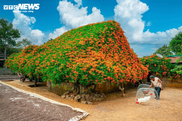 Tọa lạc vùng ngoại ô thuộc thôn B'Đơr, xã Bảo Lâm 2 (tỉnh Lâm Đồng), khung cảnh ngôi nhà đỏ rực hoa xác pháo (hay còn gọi là hoa rạng đông, hoa chùm ớt) khiến ai đi qua cũng mê mẩn, phải dừng chân ngắm nhìn.