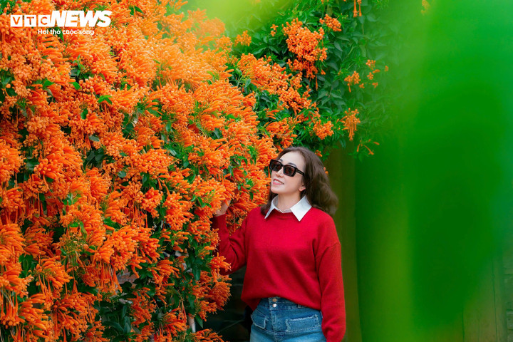 Chị Ngọc Dung, một du khách đến từ trung tâm Bảo Lộc chia sẻ, đây là lần đầu tiên chị biết đến và được check-in tại ngôi nhà được bao phủ loại hoa xác pháo này. Đây có lẽ là một điểm nhấn mới, thu hút khách du lịch đến với Lâm Đồng.