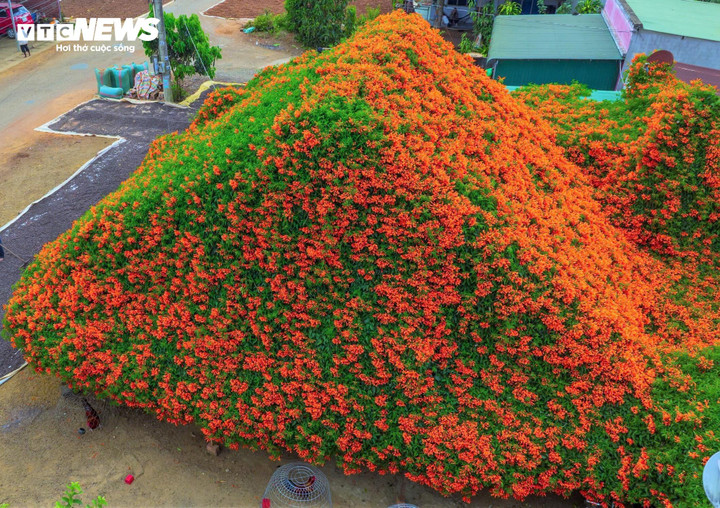 Hoa xác pháo vốn là loài cây leo, chúng mềm mại quấn quýt lấy hàng rào, mái nhà, leo lên những cột gỗ và phủ kín mái hiên, buông lơi như những chiếc rèm cửa, ở bất kỳ góc nào thì ngôi nhà cũng đẹp đến nao lòng.