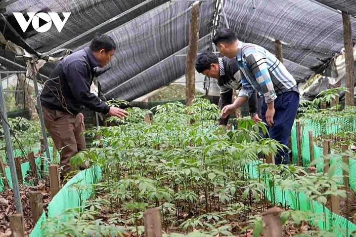 Nhiều tổ hợp tác, hợp tác xã phát triển dược liệu tại Khun Há đã được hình thành tạo việc làm và thu nhập ổn định cho người dân.