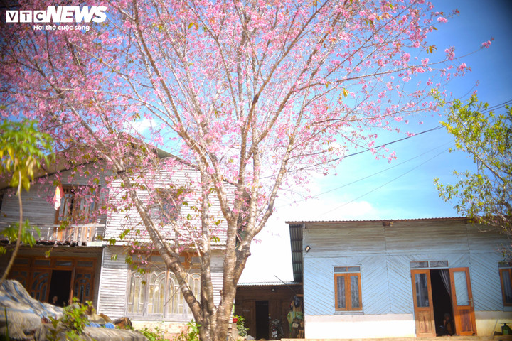 Mai anh đào thường bung nở vào khoảng cuối tháng 12 đến đầu tháng 2, đủ để người ta yêu, người ta nhớ, người ta hẹn nhau năm sau trở lại.