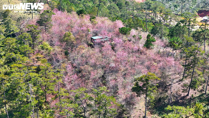 Khung cảnh đẹp tựa tiên cảnh giữa núi rừng Lạc Dương.