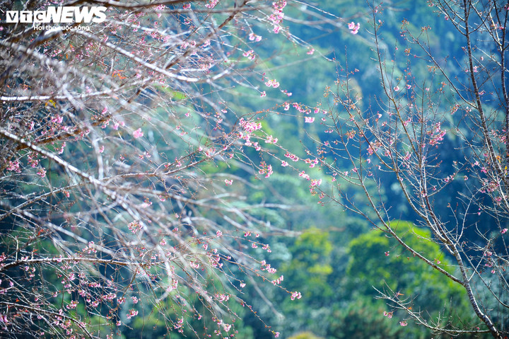 Khi hoa nở đồng loạt, cả không gian như được nhuộm hồng, nổi bật giữa nền trời và rừng thông xanh thẫm.