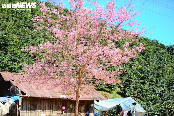Những căn nhà vùng ven Đà Lạt sáng bừng trong mùa xuân bởi mai anh đào.