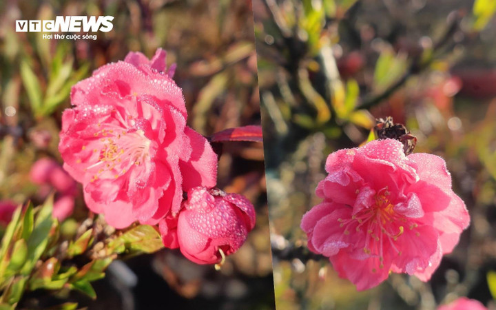 Những bông hoa đào rực rỡ trong sương sớm ở vườn của chị Mai.