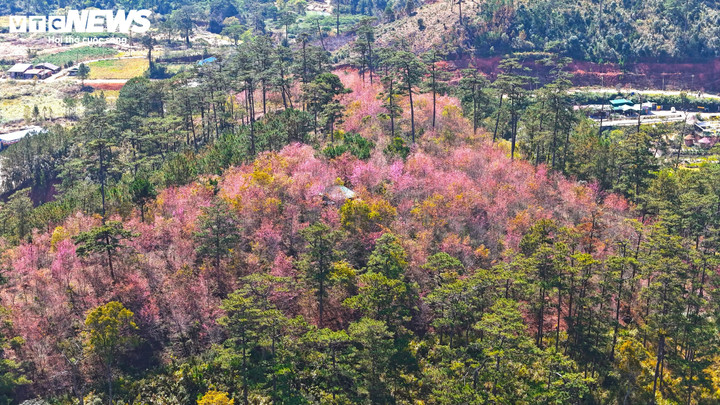 Cách trung tâm Đà Lạt khoảng 50 km, tại thôn Đưng K’Si (xã Lạc Dương, tỉnh Lâm Đồng), hoa mai anh đào nở rộ trên các ngọn đồi, dệt nên một bức tranh tuyệt mỹ giữa đất trời cao nguyên.
