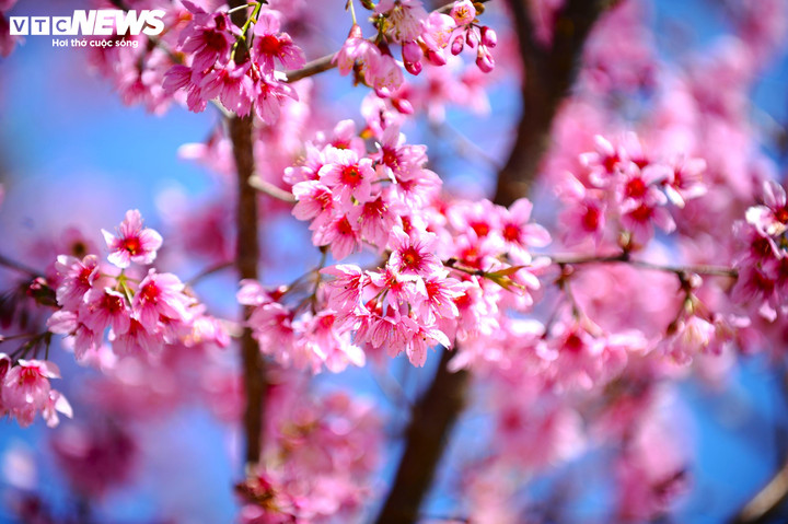 Hoa mai anh đào có cánh mỏng, màu hồng nhạt, hoa nở thành chùm trên những cành cây khẳng khiu trụi lá, tạo cảm giác mong manh nhưng đầy sức sống.