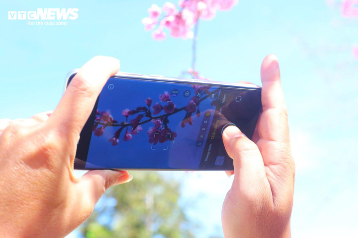 Khách du lịch tranh thủ ghi lại khoảnh khắc đẹp của mùa hoa