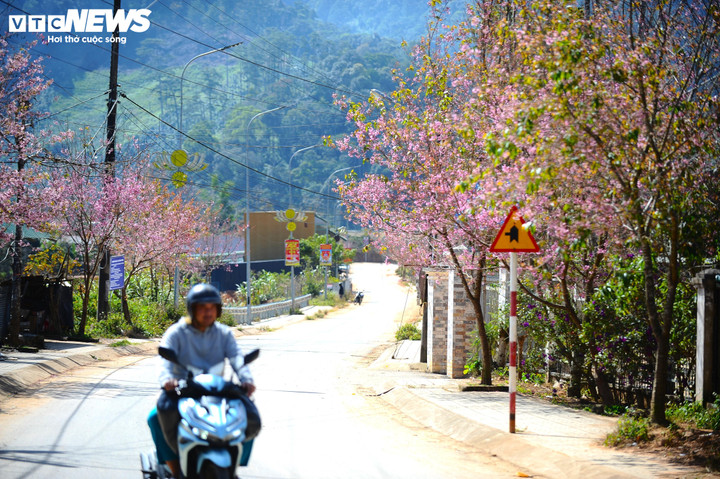 Mai anh đào được trồng và phát triển thành từng hàng dài, uốn lượn theo triền dốc và con đường phố núi đặc trưng.