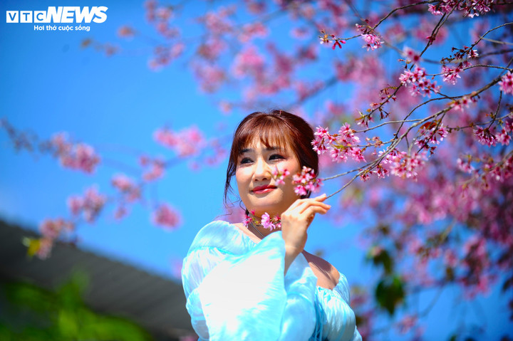 Mỗi độ xuân về, sắc hồng mai anh đào lại trở thành kỷ ức đẹp, níu chân người ở lại và gọi mời những bước chân phương xa.