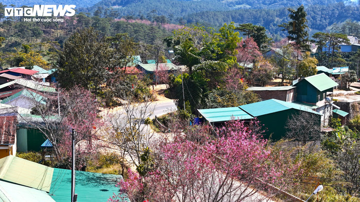 Sắc hồng dịu dàng mà đắm say ngự trị ở khắp nơi: từ những con phố nhỏ, sườn đồi đến cổng, vườn nhà người dân.