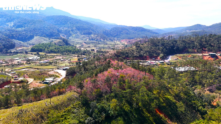 Dù mai anh đào là loài hoa quá đỗi thân thuộc với người dân, nhưng mỗi độ xuân về vẫn khiến người ta trông ngóng, hồi hộp đợi chờ như chàng trai trẻ đón đợi người yêu trong lần hẹn hò.