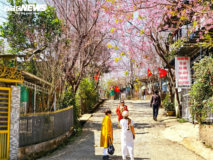 Tại xã Lạc Dương, hoa mai anh đào bung nở biến nơi đây thành “cõi mơ”.