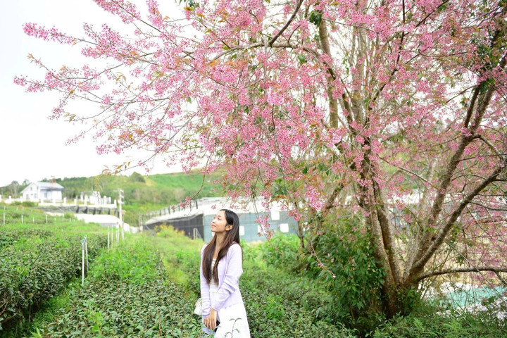 Mai anh đào không tụ lại thành một “điểm check-in” duy nhất, mà rải ra khắp không gian, khiến người ta có cảm giác cả thành phố cùng nở, cùng thở theo một nhịp.