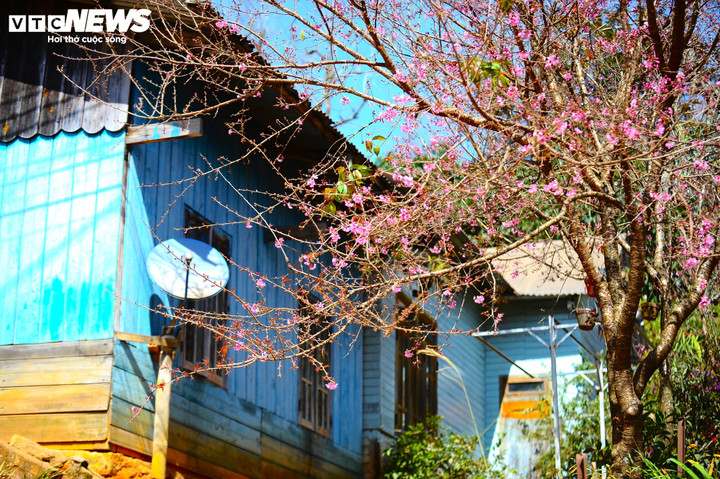 Nếu hoa dã quỳ nở là báo hiệu mùa nắng Tây Nguyên đã về thì hoa mai anh đào báo hiệu mùa xuân sang.